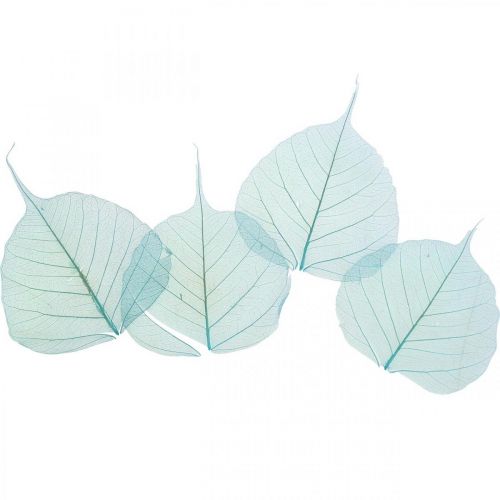 Hojas de sauce, hojas naturales de sauce, hojas secas esqueletizadas azul turquesa 200 uds