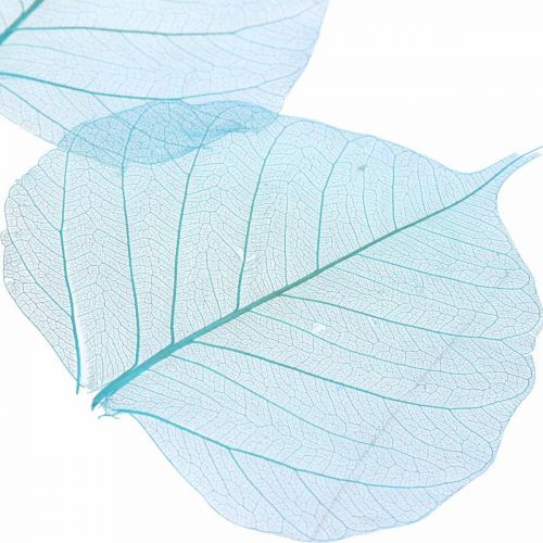 Floristik24 Hojas de sauce, hojas naturales de sauce, hojas secas esqueletizadas azul turquesa 200 uds