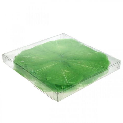 Floristik24 Hojas de sauce esqueletizadas, decoración primaveral, hojas decorativas verdes 200 uds