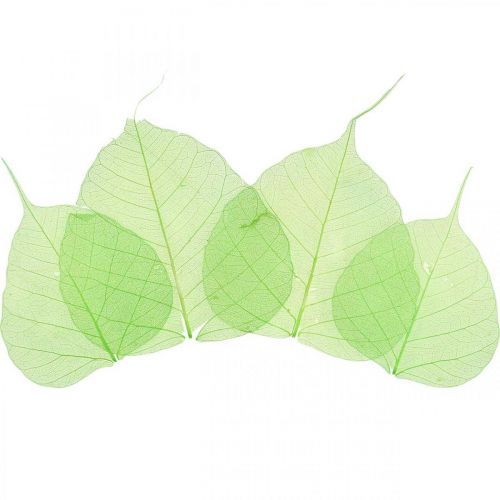 Floristik24 Hojas de sauce esqueletizadas, decoración primaveral, hojas decorativas verdes 200 uds