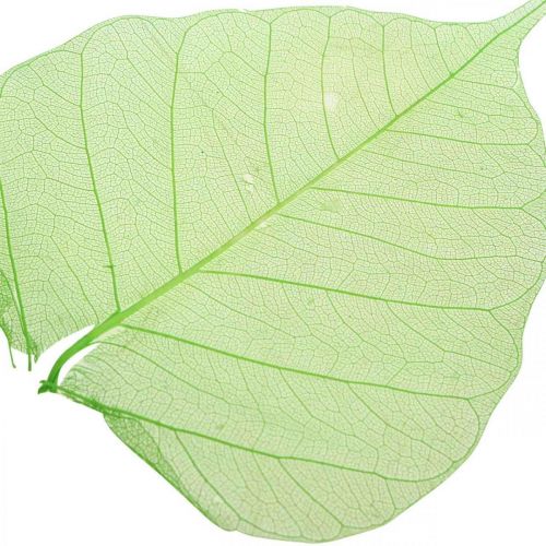 Floristik24 Hojas de sauce esqueletizadas, decoración primaveral, hojas decorativas verdes 200 uds