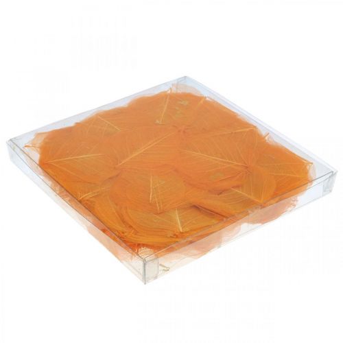 Floristik24 Hojas de sauce esqueletizadas decoración seca naranja 200uds
