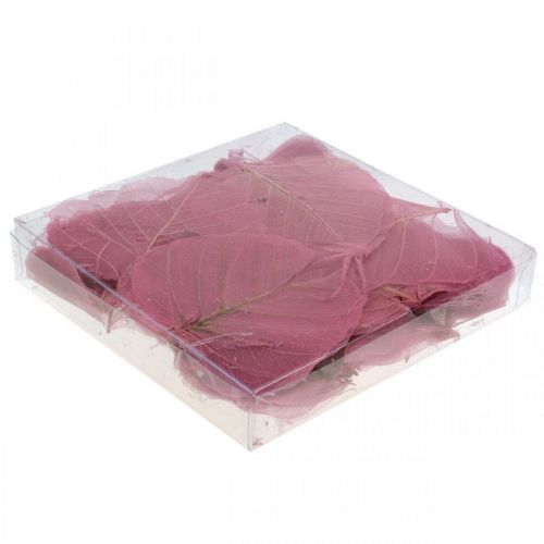 Floristik24 Hojas de esqueleto Hojas de sauce esqueletizadas rosa viejo 10-15cm 200 uds