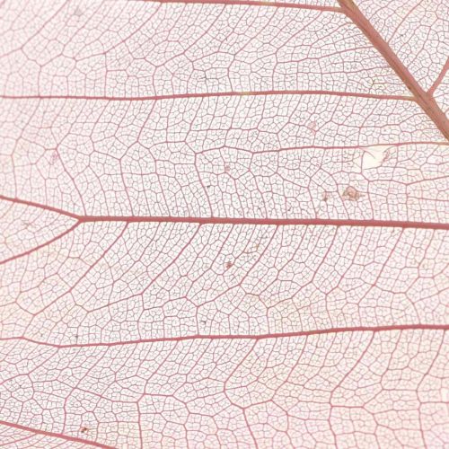 Floristik24 Hojas de esqueleto Hojas de sauce esqueletizadas rosa viejo 10-15cm 200 uds