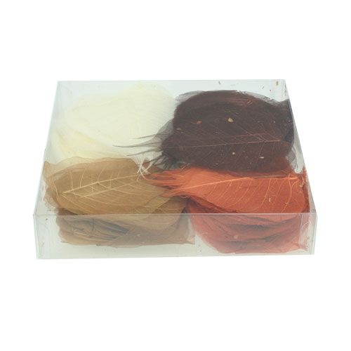 Floristik24 Hojas de sauce esqueletizadas crema/marrón 200 uds.