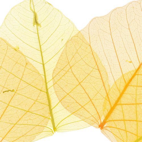 Floristik24 Hojas de sauce esqueletizadas amarillas, naranjas 200 piezas