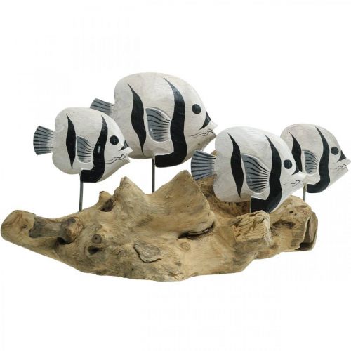 Floristik24 Expositor de madera de raíz de pie de peces decorativos Decoración marinera 38cm