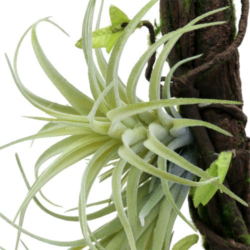 Floristik24 Raíz con Tillandsien para colgar 26cm