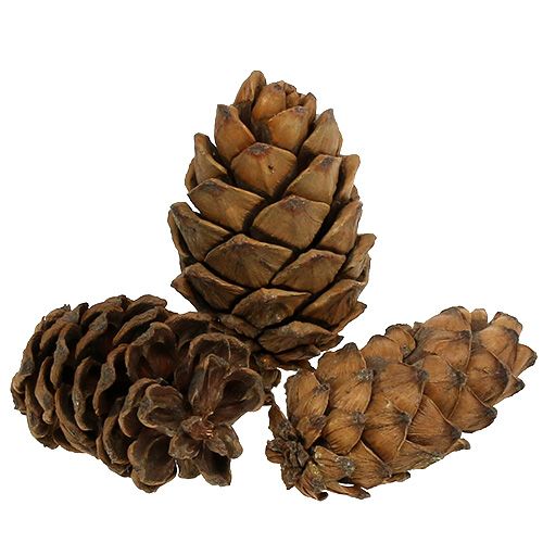 Conos naturaleza 9cm - 10cm 6uds