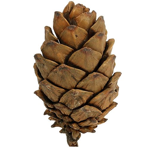 Floristik24 Conos naturaleza 9cm - 10cm 6uds