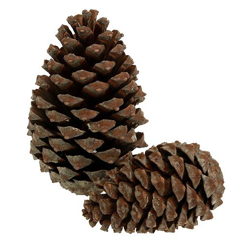 Floristik24 Conos Pinus Maritima 10cm - 15cm natural 3uds