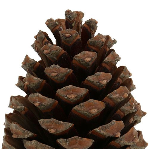 Artículo Conos Pinus Maritima 10cm - 15cm Natural 3uds