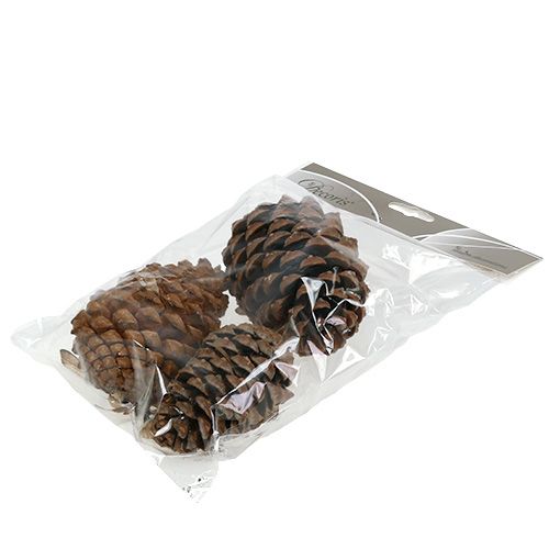 Artículo Conos Pinus Maritima 10cm - 15cm Natural 3uds