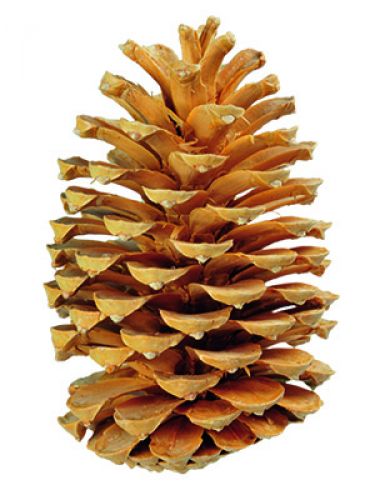 Floristik24 Conos Maritima crema/vainilla mixto 25uds ARTÍCULO ANTIGUO