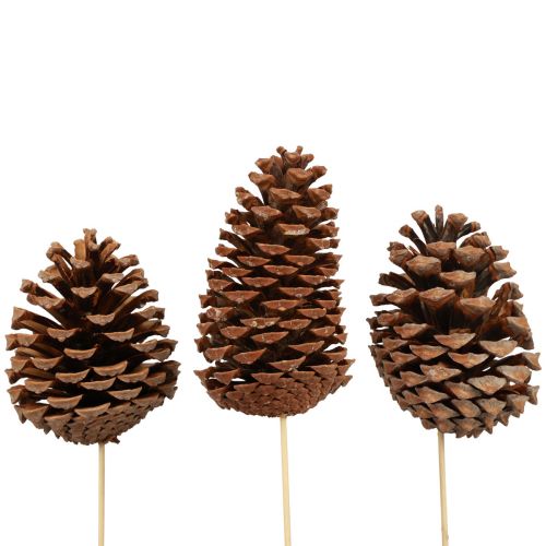 Artículo Conos Marítima Pino Marítimo Natural 5-10cm en el palo 50 piezas