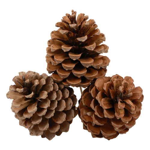 Artículo Conos Marítima Pino Marítimo Natural 5-10cm en el palo 50 piezas