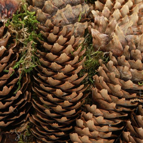Artículo Corona de conos con musgo Corona grande de piñas de abeto Ø45cm