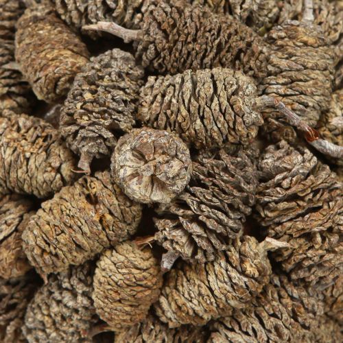 Floristik24 Bola cónica para colgar piñas de aliso blanqueadas 12cm