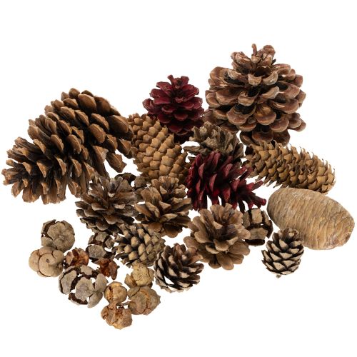 Mix de Piñas Naturales para Decoración de Invierno 400g comprar | Floristik24.es