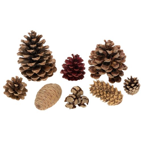 Mix de Piñas Naturales para Decoración de Invierno 400g | Floristik24.es