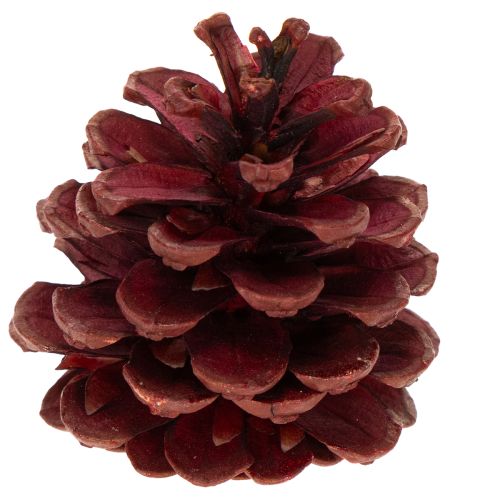 Mix de Piñas Naturales para Decoración de Invierno 400g | Floristik24.es