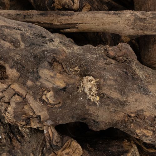 Artículo Encantadoras raíces decorativas de madera para tu hogar.