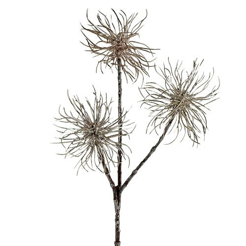 Floristik24 Witch Hazel Branch champagne 45cm 3 piezas