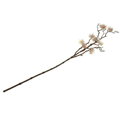 Floristik24 Rama de hamamelis champagne 112cm