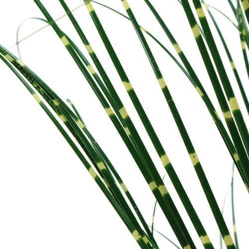 Floristik24 Hierba cebra en maceta Verde 60cm