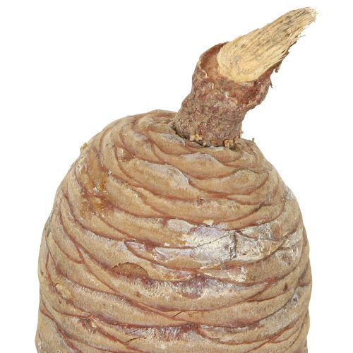 Artículo Conos de cedro cedro decorativo natural 9-10,5cm 3 piezas