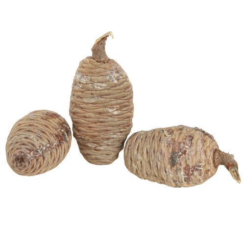 Artículo Conos de cedro cedro decorativo natural 9-10,5cm 3 piezas