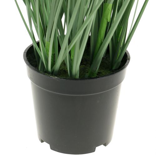 Floristik24 Césped ornamental con semillas blancas verdes H73cm