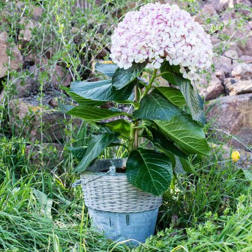 Floristik24 Cubo de zinc con mimbre Ø32cm H27.5cm