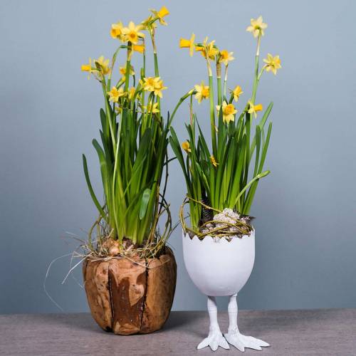 Floristik24 Cuenco olla raíz madera alcanfor Ø20cm H17cm
