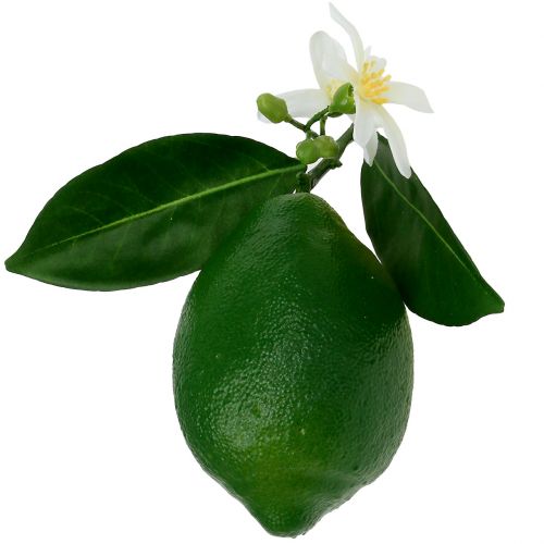 Floristik24 Limones con flor 9,5cm verde 4ud