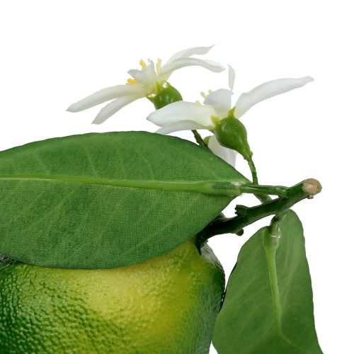 Floristik24 Limones con flor 9,5cm verde 4ud