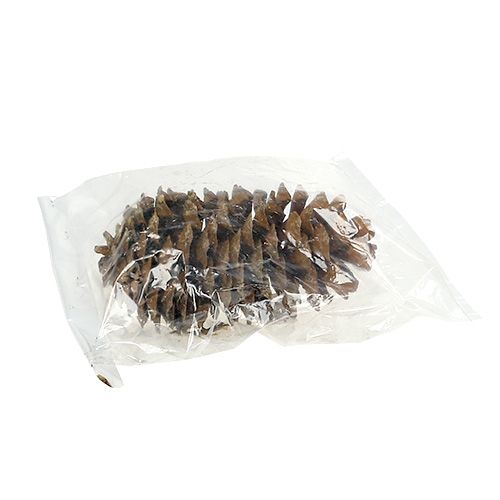 Floristik24 Piñas de azúcar naturales 20-25cm