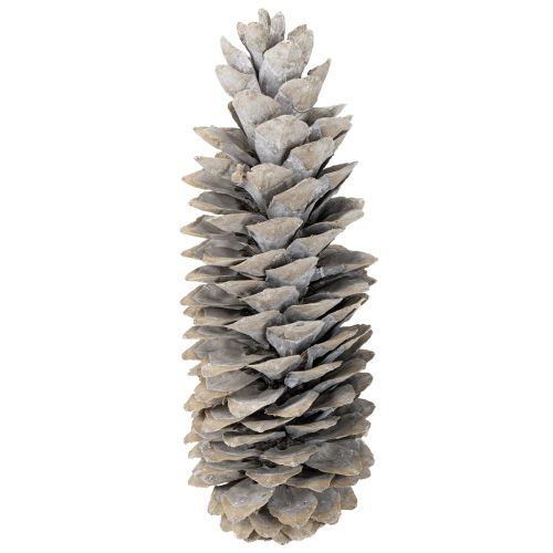 Artículo Piñas de pino azucarero encaladas 20cm - 30cm