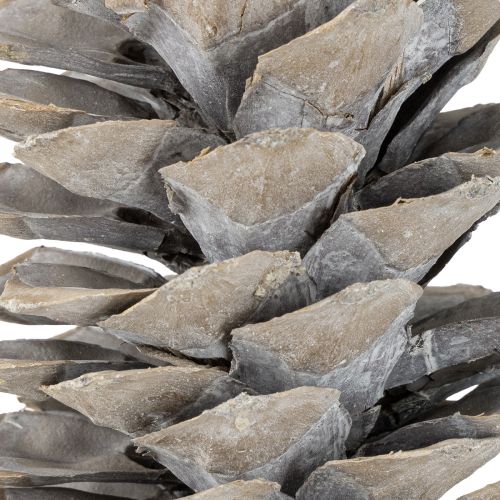 Artículo Piñas de pino azucarero encaladas 20cm - 30cm