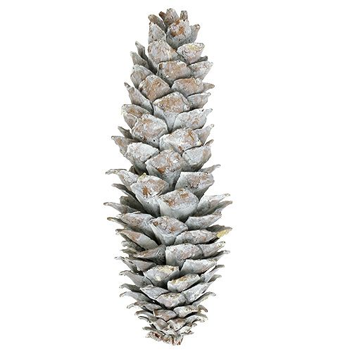 Floristik24 Piñas de pino de azúcar, encaladas 20cm - 30cm