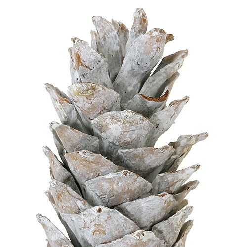 Floristik24 Piñas de pino de azúcar, encaladas 20cm - 30cm