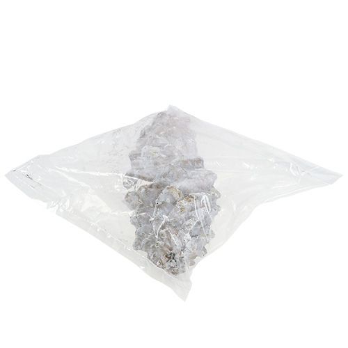 Floristik24 Piñas de pino de azúcar, encaladas 20cm - 30cm