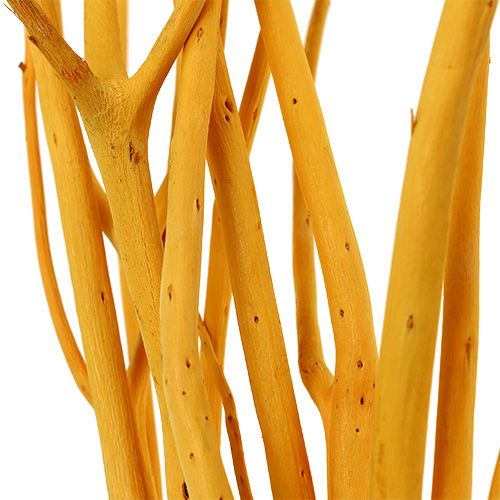 Floristik24 Ramas decorativas Mitsumata amarillo 45-60cm 12uds