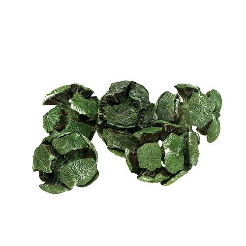 Floristik24 Conos de ciprés 3cm verde 500g