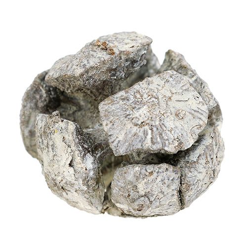 Artículo Piñas de ciprés 3cm blanqueadas 500g