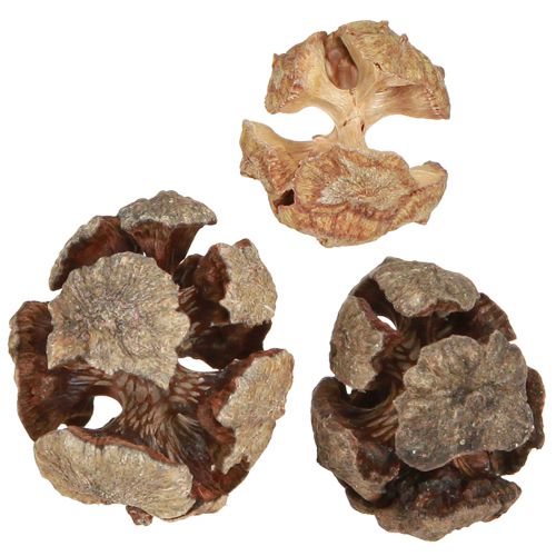 Floristik24 Conos de ciprés conos decorativos de ciprés natural 2-4cm 250g
