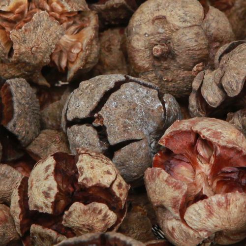 Artículo Conos de ciprés conos decorativos de ciprés natural 2-4cm 250g
