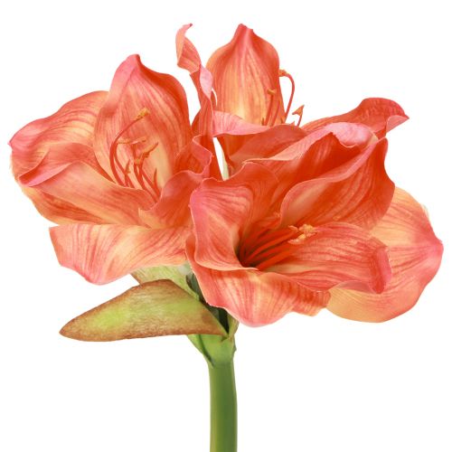 Artículo Amaryllis flores decorativas en naranja artificial L55cm 2ud