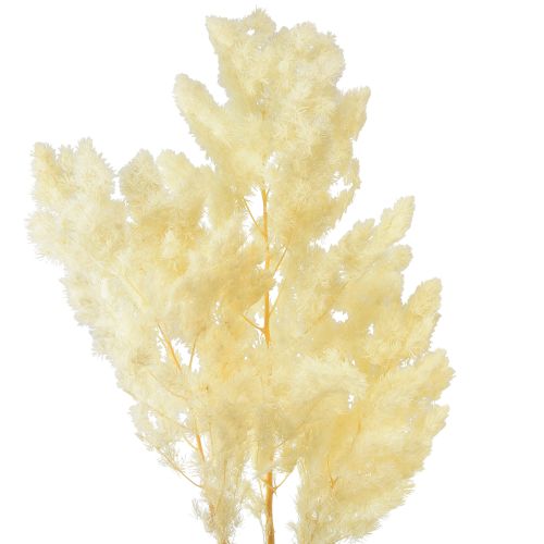 Floristik24 Espárragos secos decoración hierba ornamental seca blanca 80g