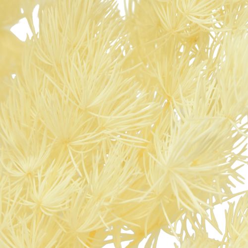 Artículo Espárragos secos decoración hierba ornamental seca blanca 80g